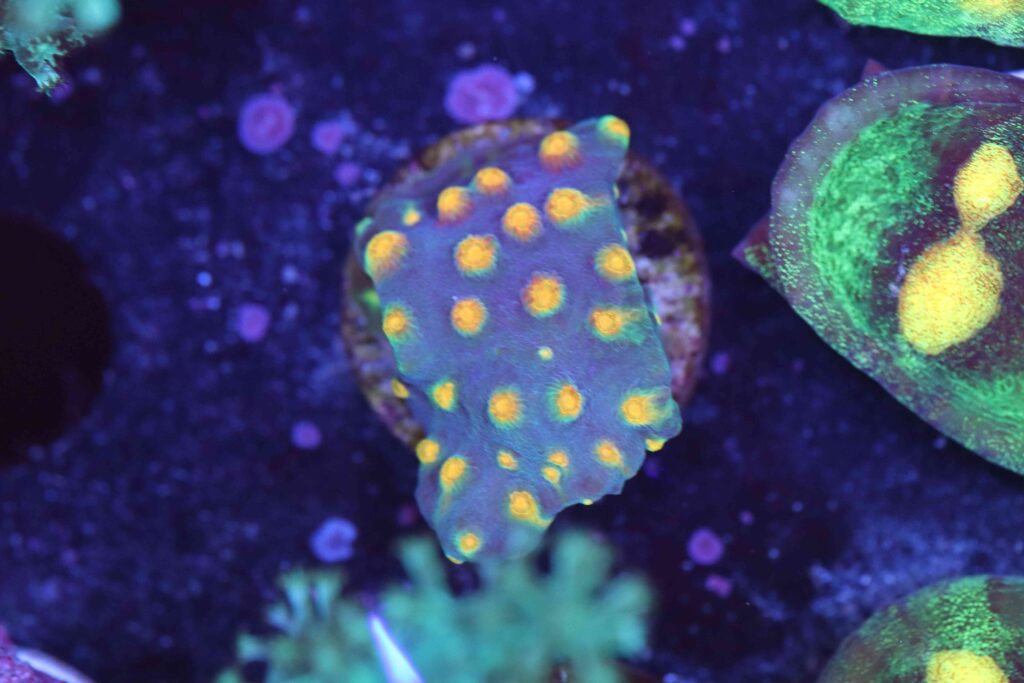 Frag Box Corals