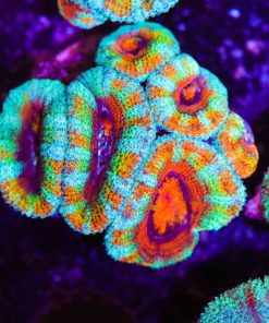 Rainbow Clementine Acan