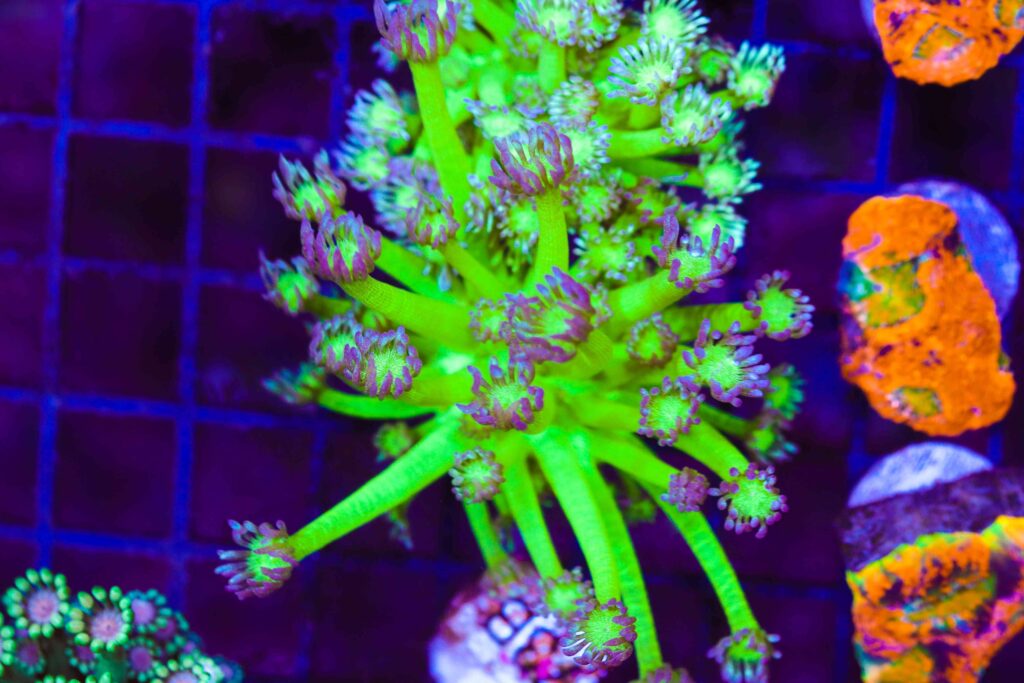 Frag Box Corals