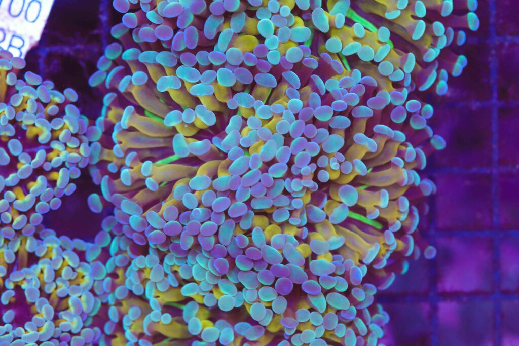 Frag Box Corals