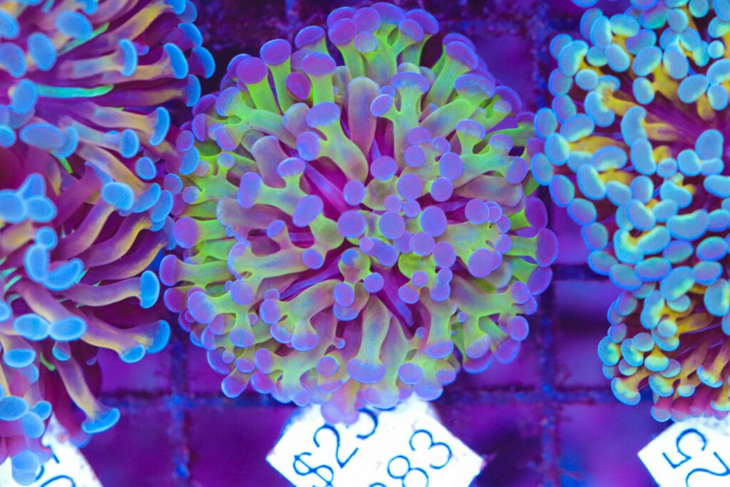 Frag Box Corals