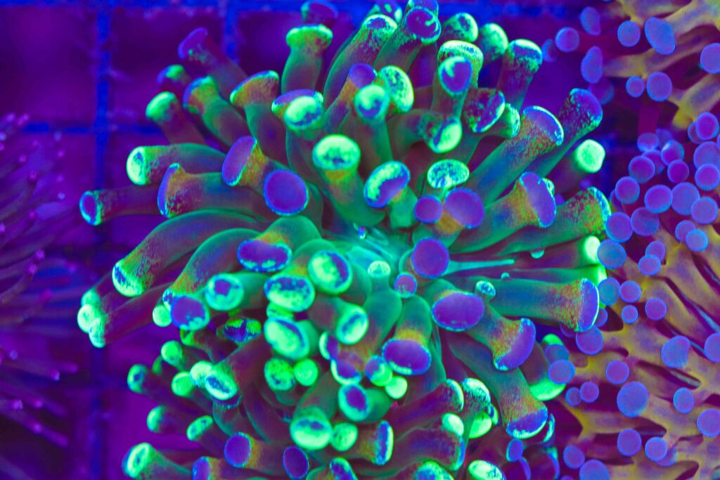 Frag Box Corals