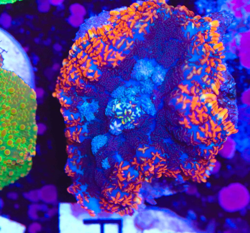 Frag Box Corals