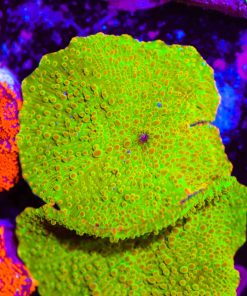 Yellow Brick Road Mushroom Coral Frag (Row #101)
