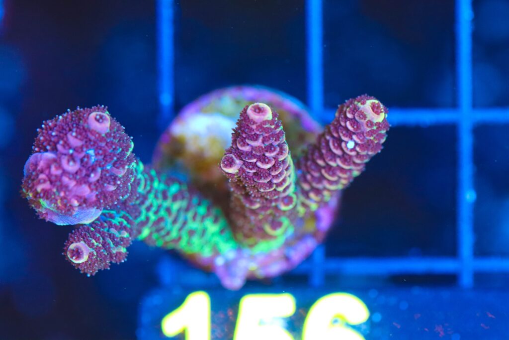 Frag Box Corals