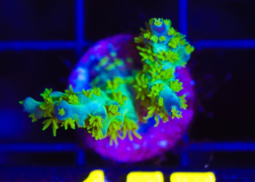Frag Box Corals