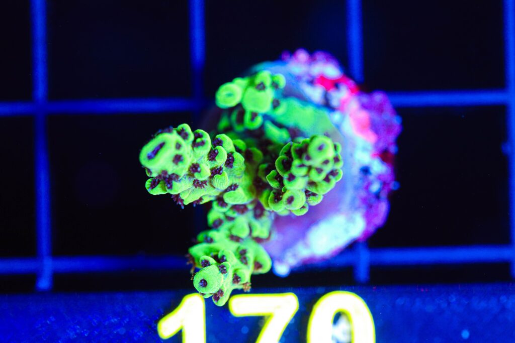 Frag Box Corals