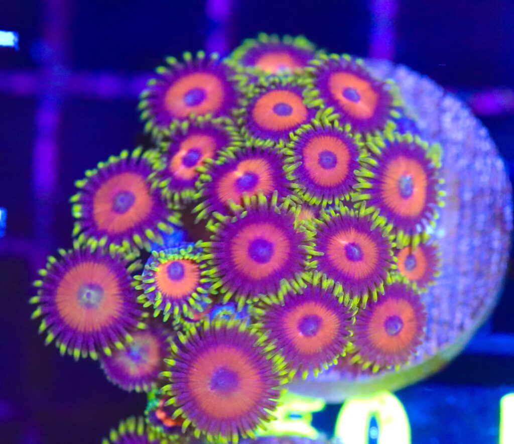 Frag Box Corals