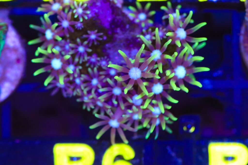 Frag Box Corals