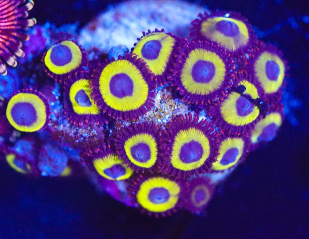 Frag Box Corals