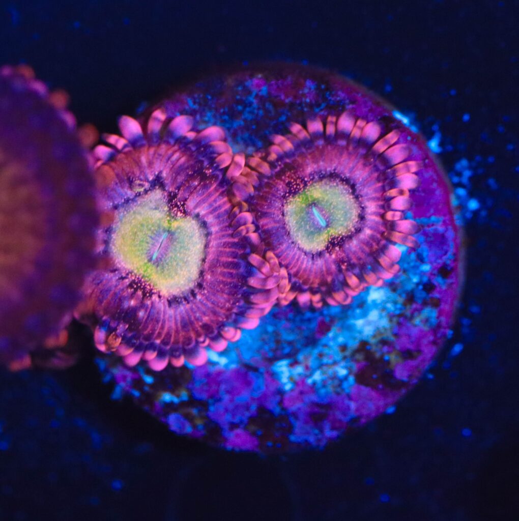 Frag Box Corals