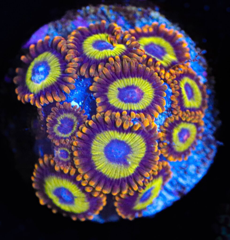 Frag Box Corals