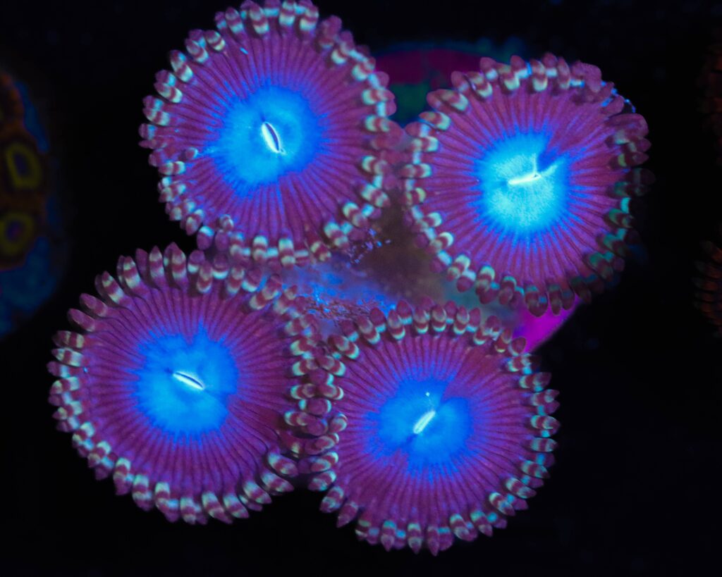 Frag Box Corals