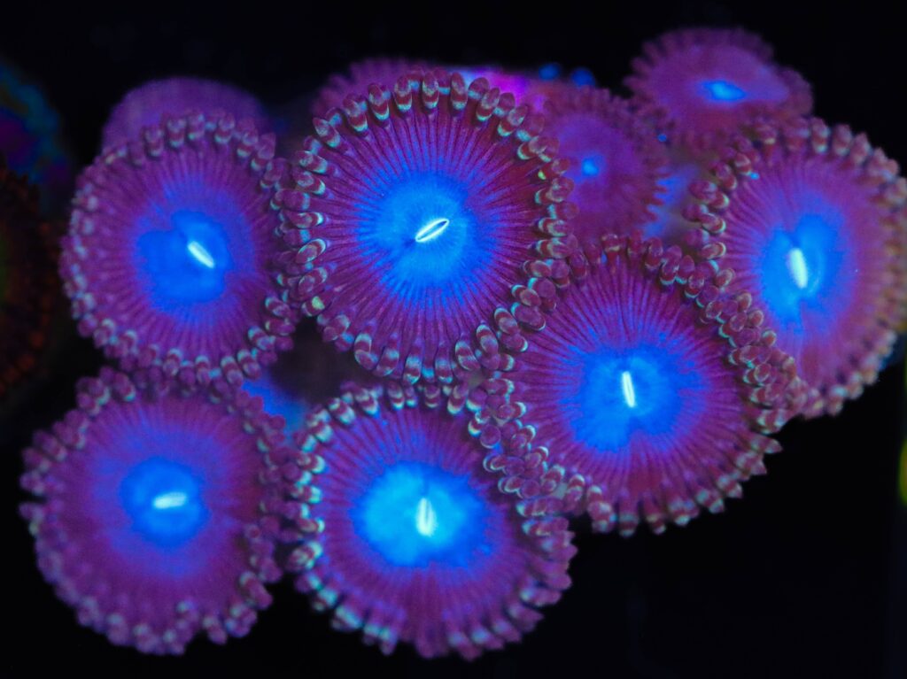 Frag Box Corals