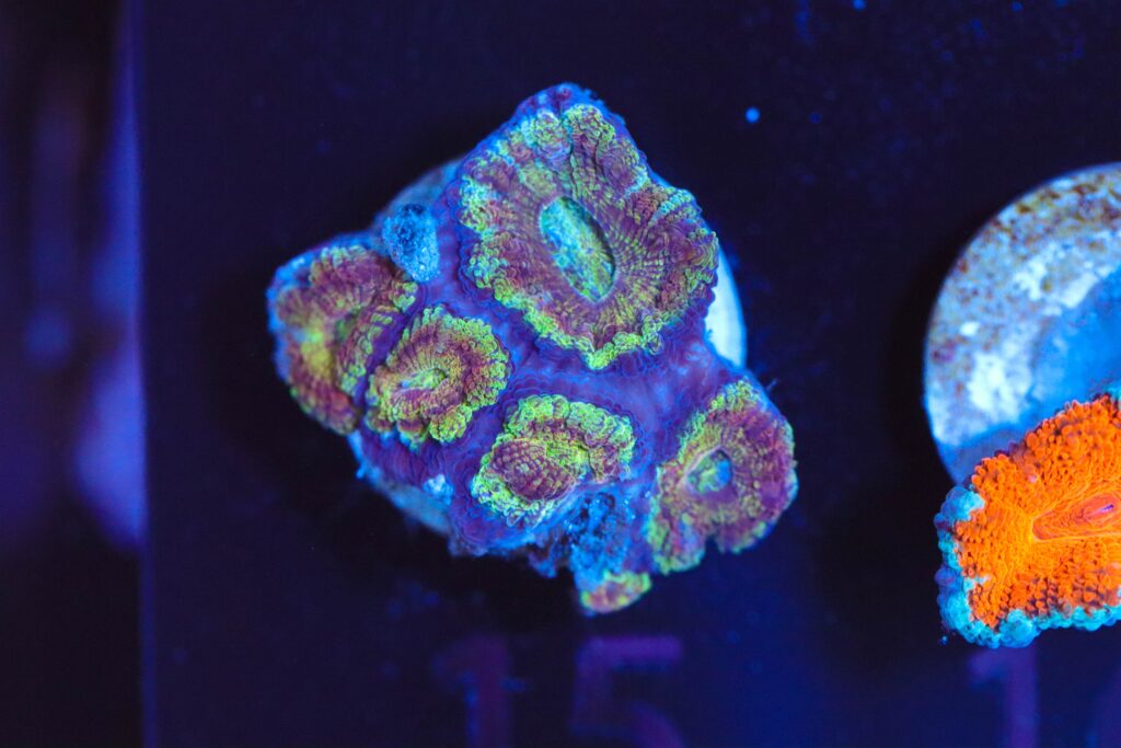 Frag Box Corals