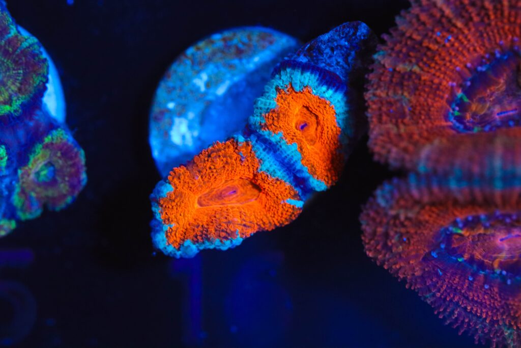 Frag Box Corals