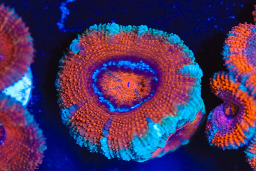 Frag Box Corals