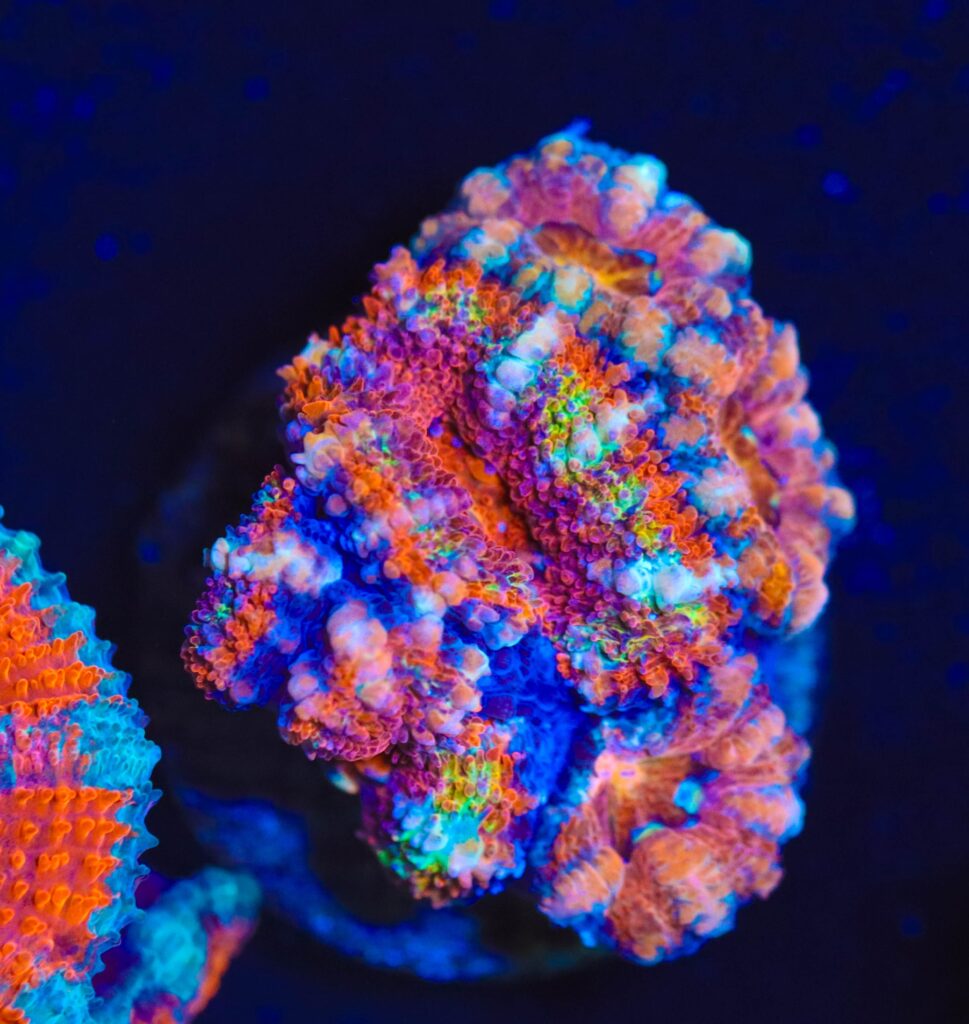 Frag Box Corals