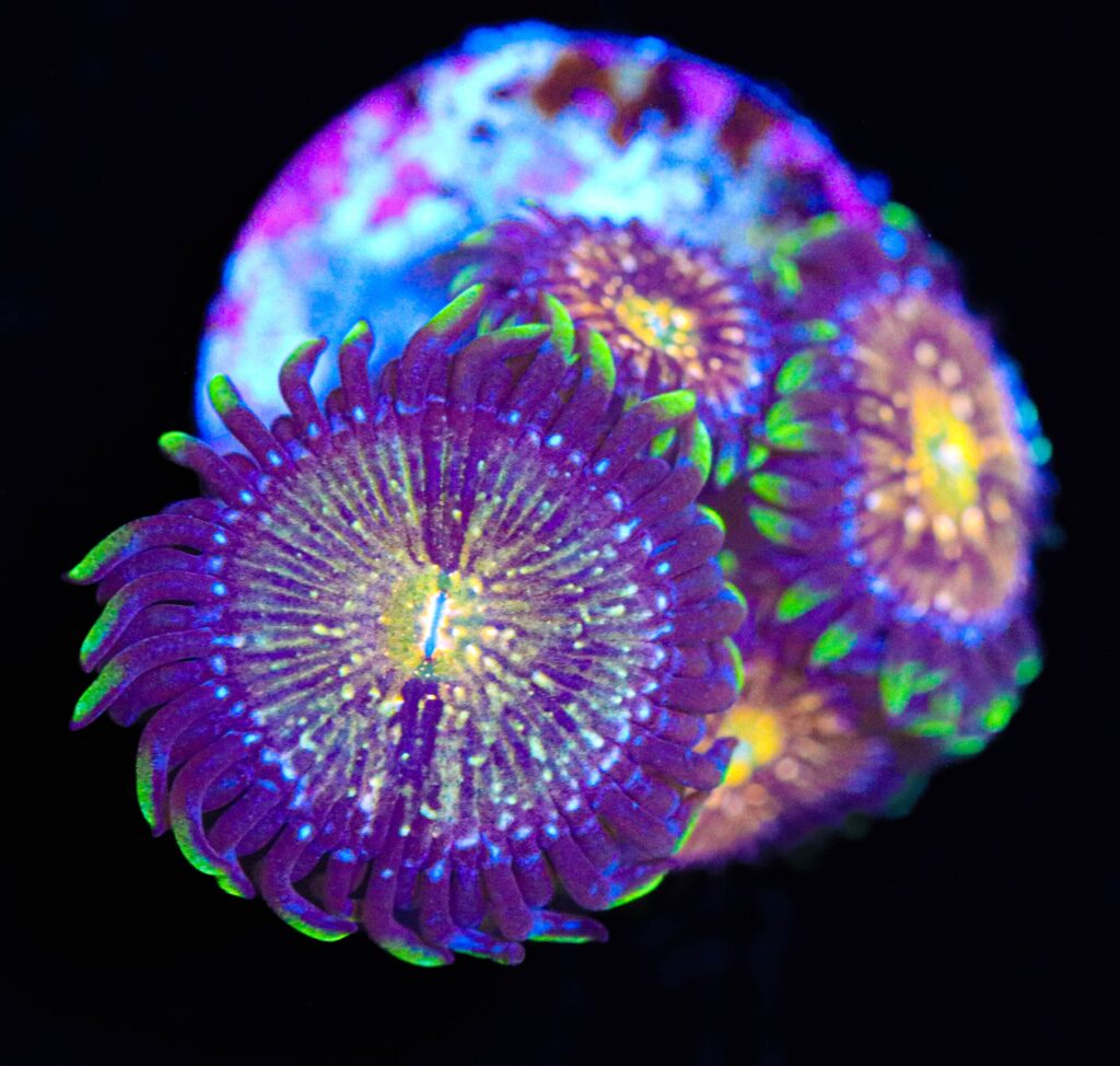 Frag Box Corals