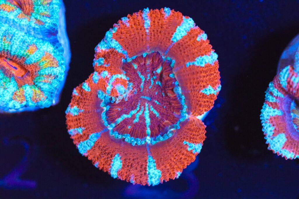 Frag Box Corals