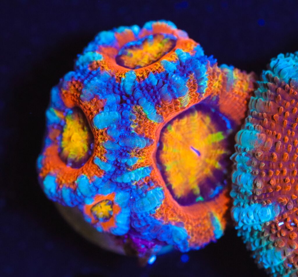 Frag Box Corals