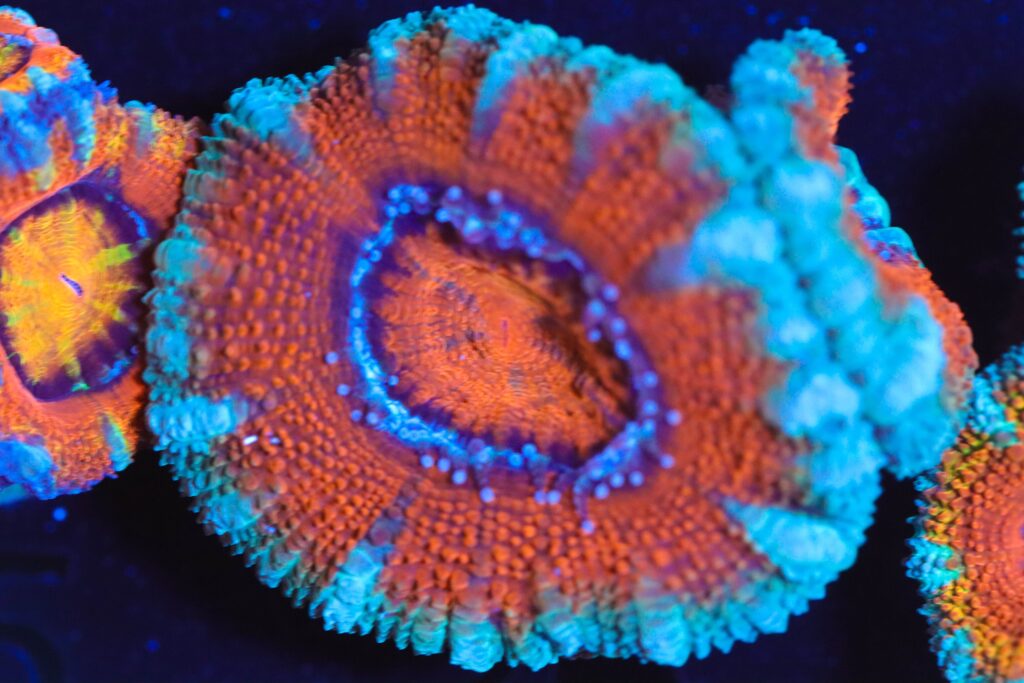 Frag Box Corals