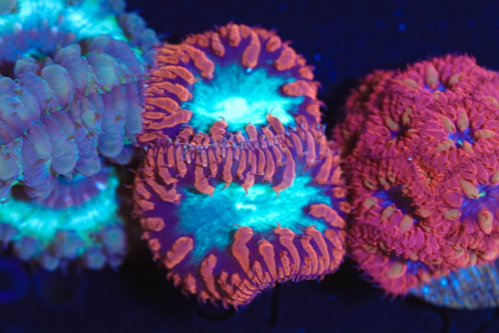 Frag Box Corals