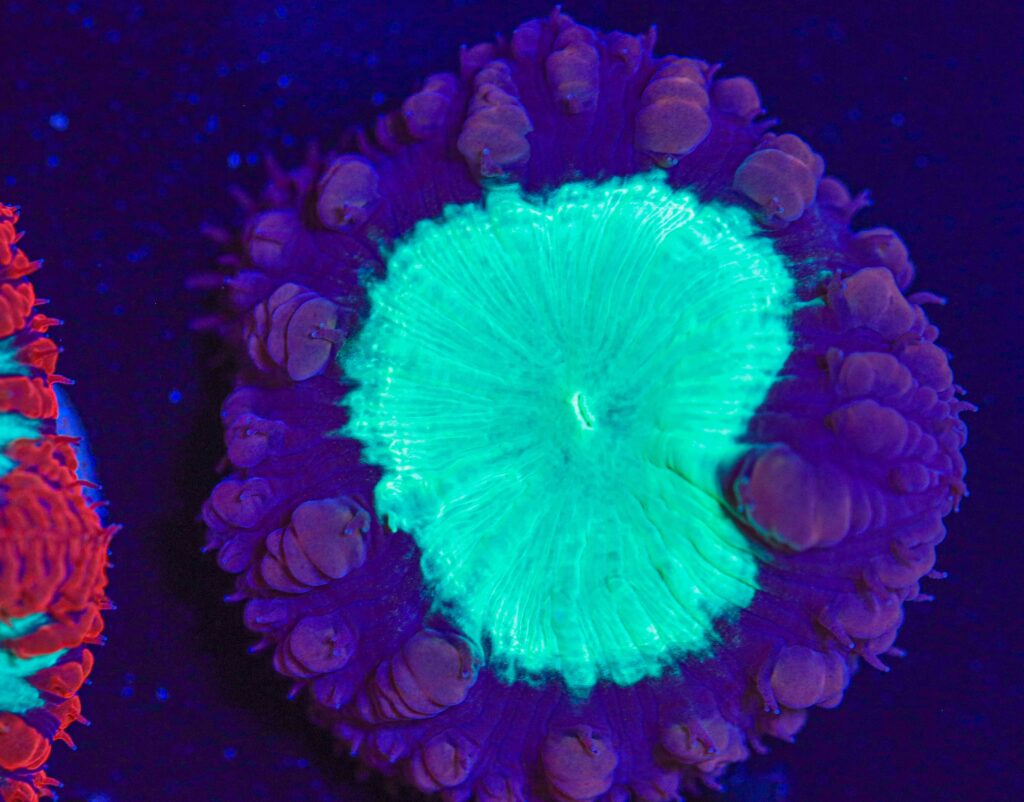 Frag Box Corals