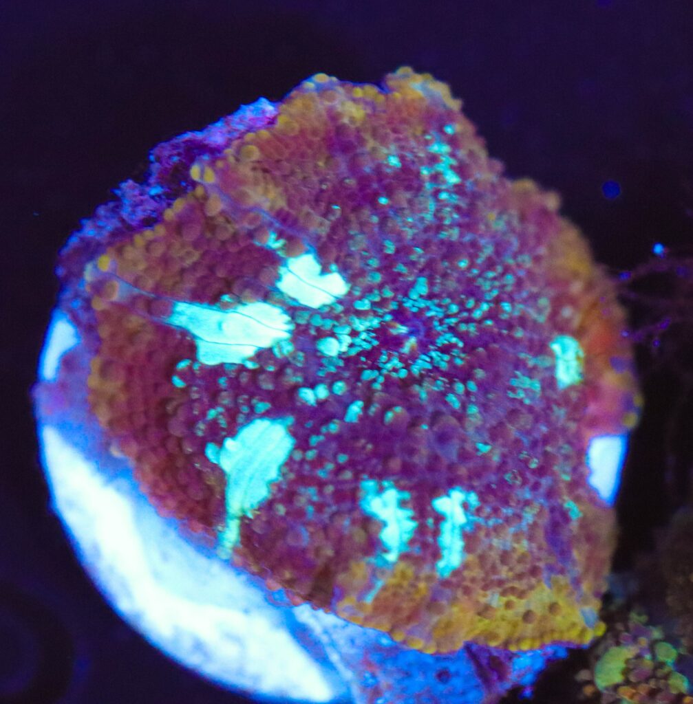 Frag Box Corals
