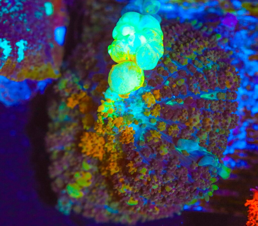 Frag Box Corals