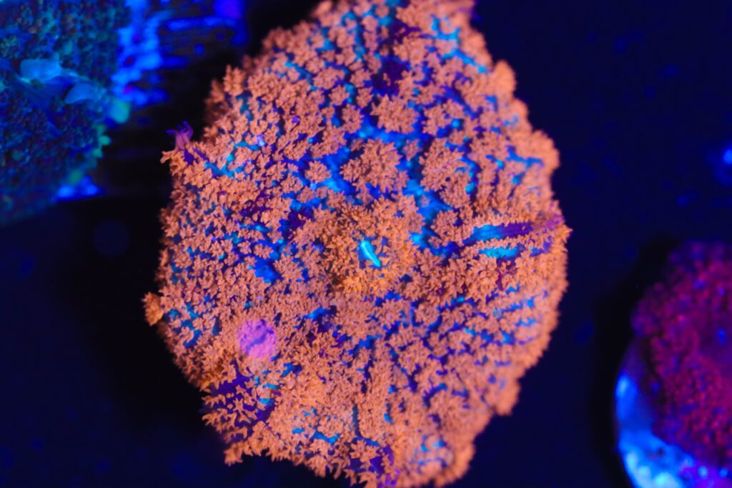 Frag Box Corals