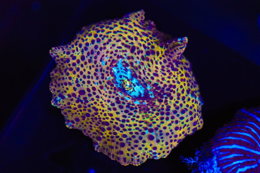 Frag Box Corals