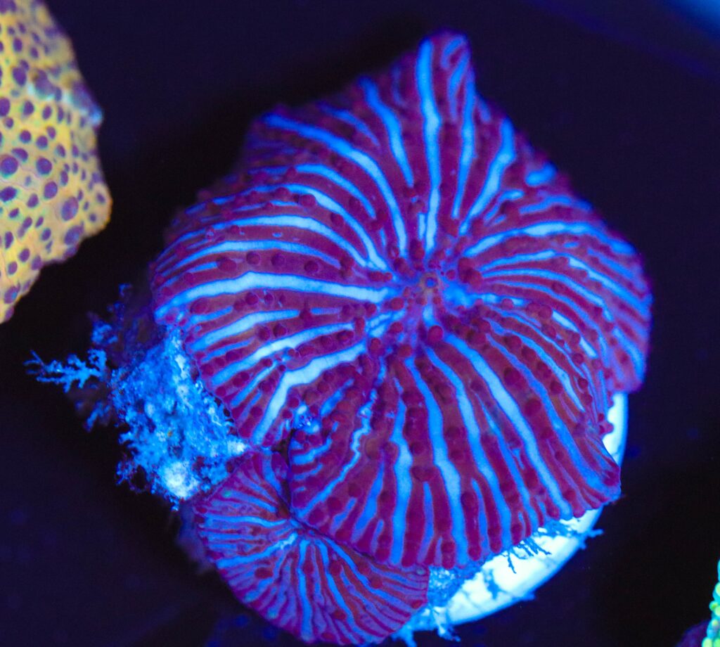 Frag Box Corals