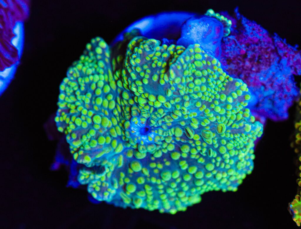Frag Box Corals