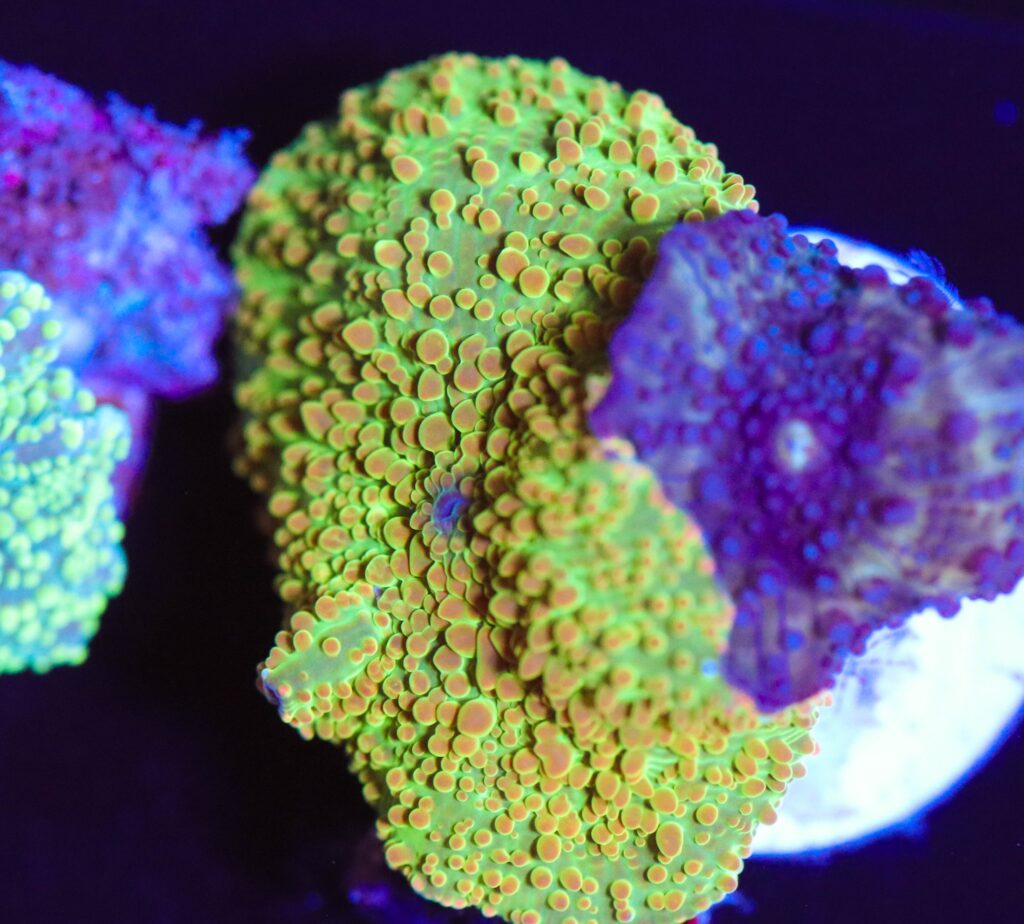 Frag Box Corals