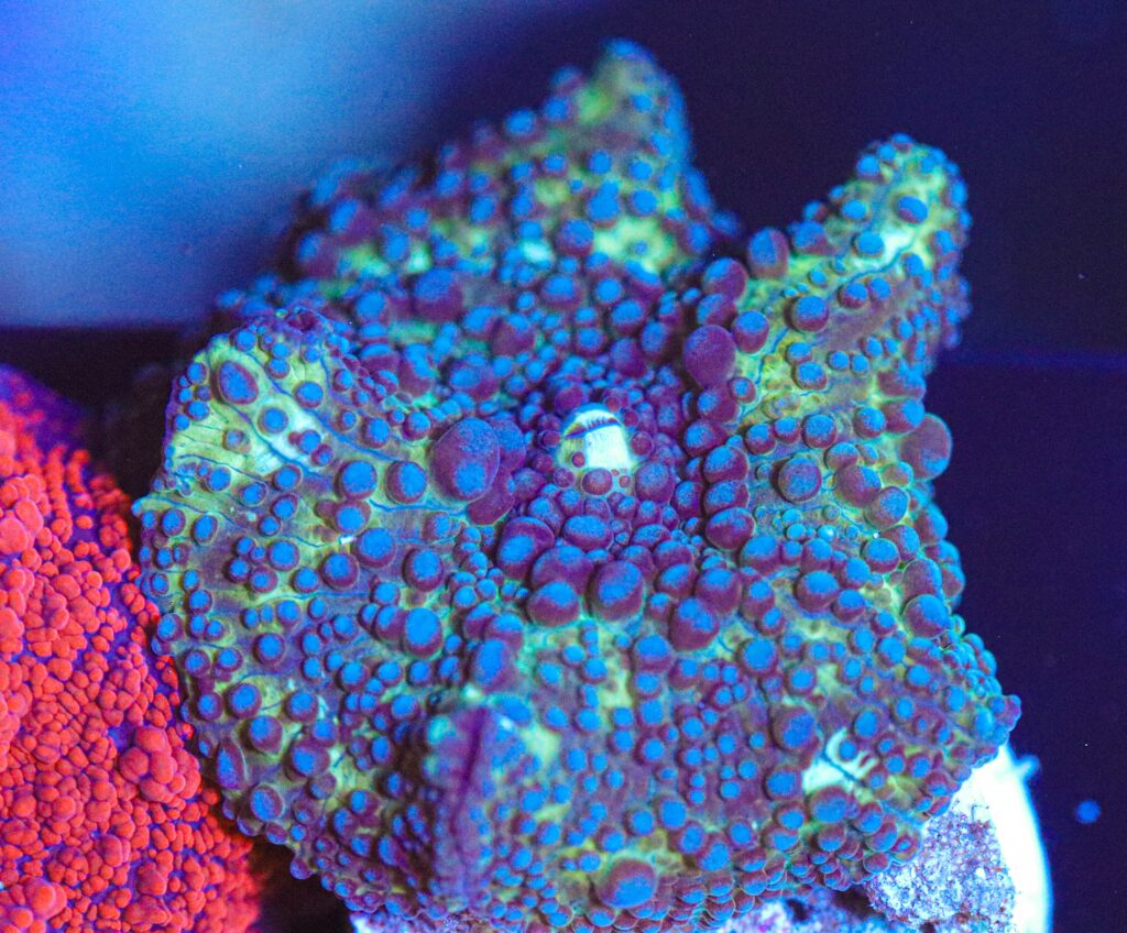 Frag Box Corals