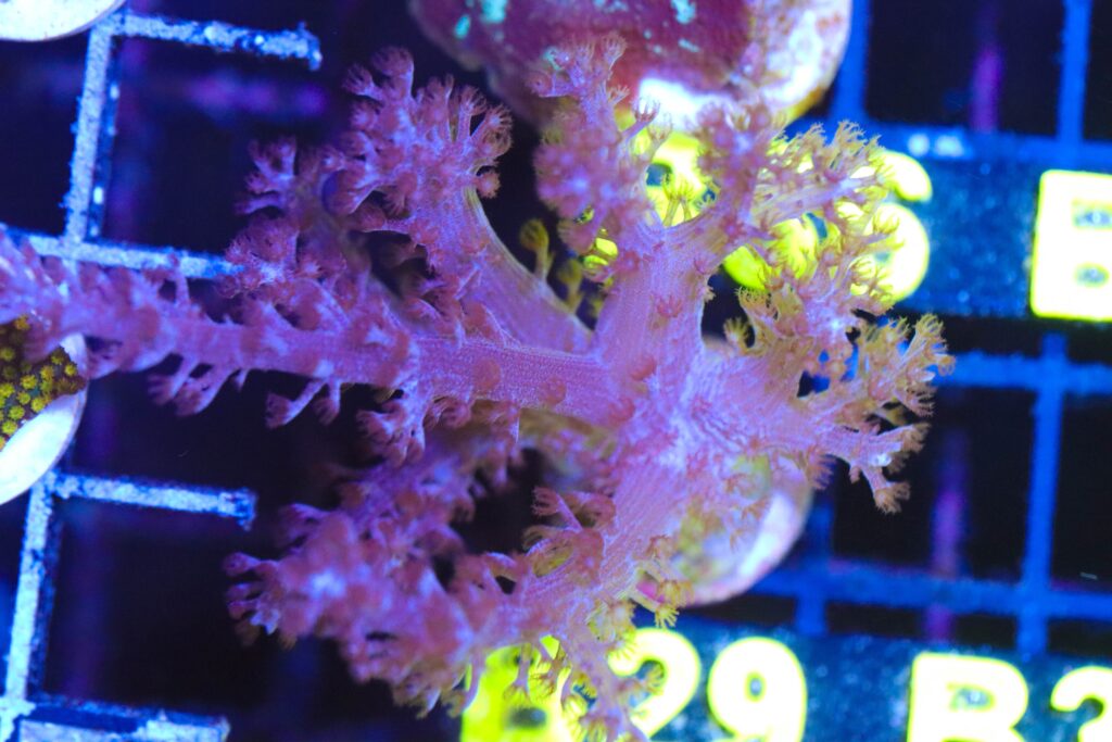 Frag Box Corals
