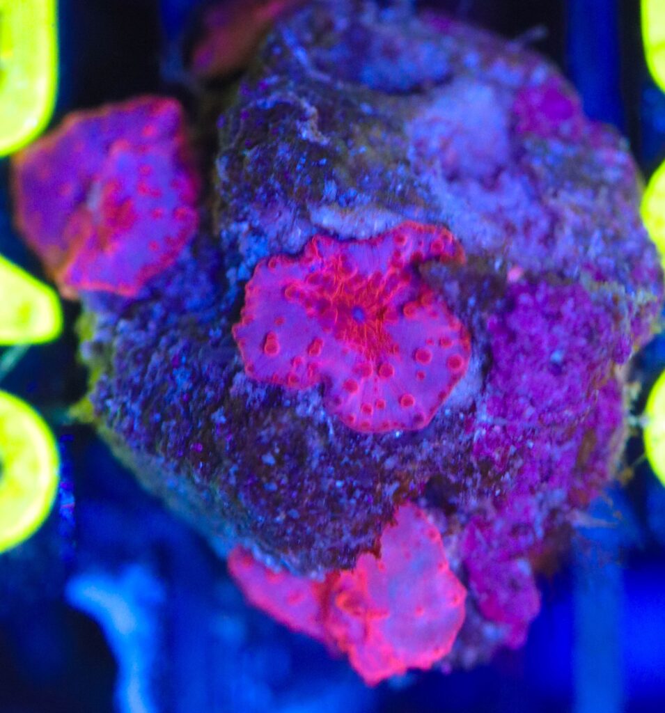 Frag Box Corals