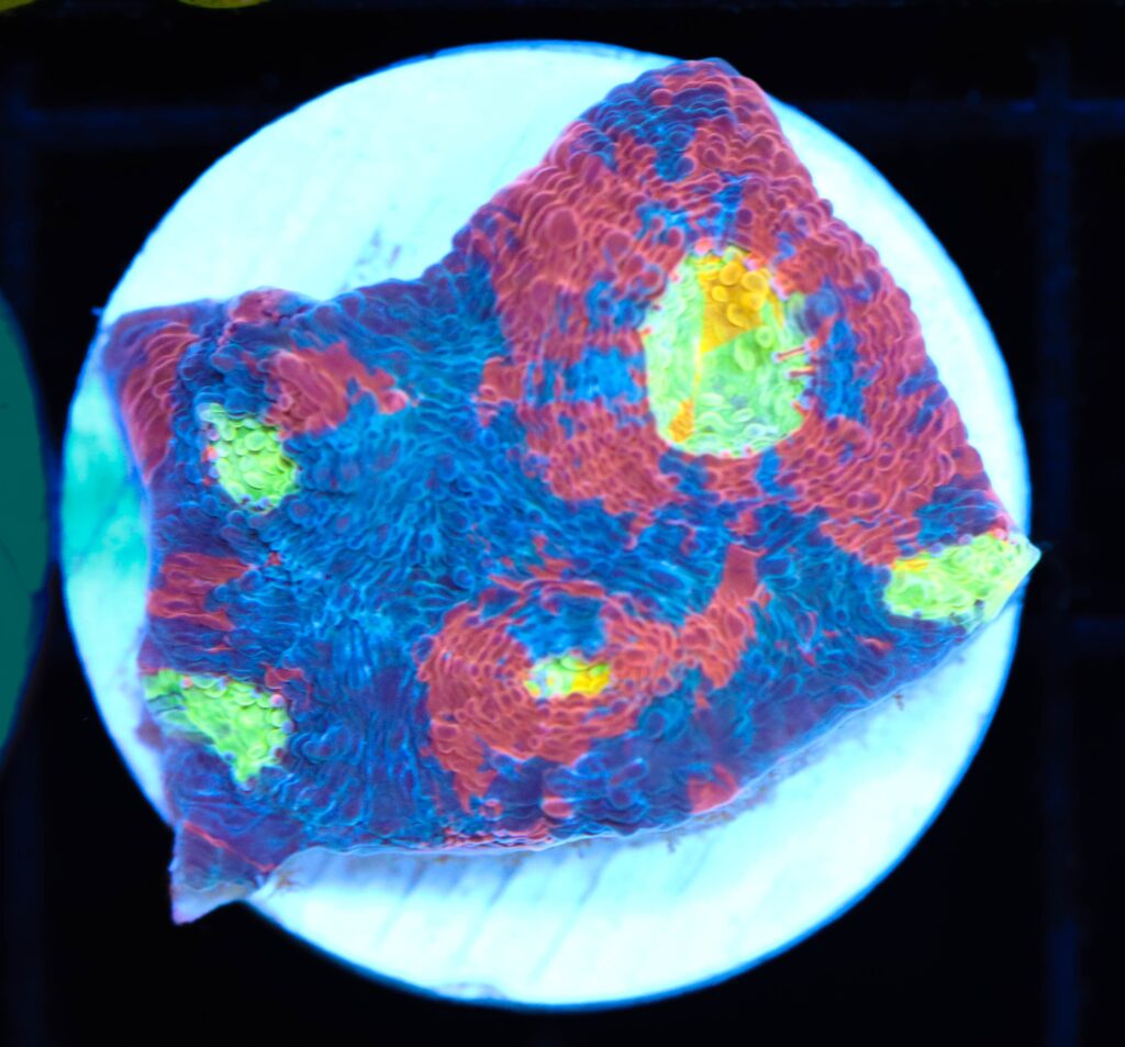 Frag Box Corals
