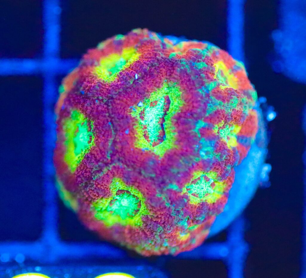 Frag Box Corals