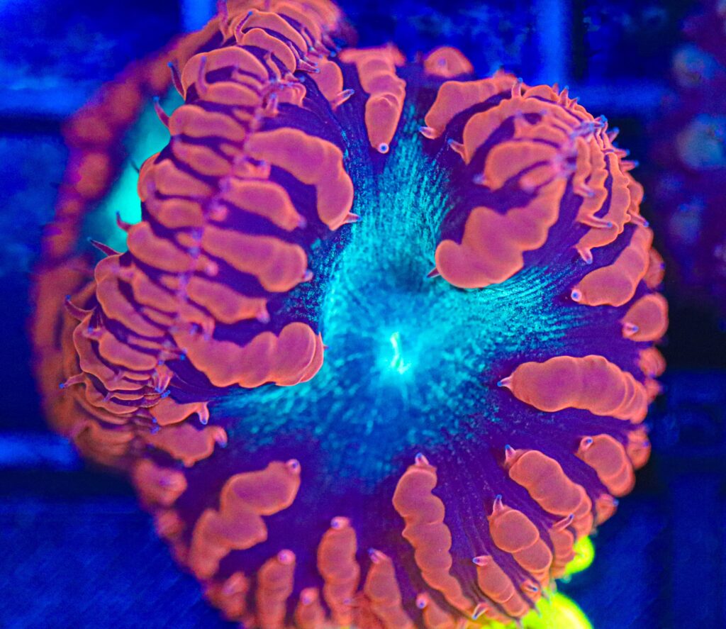 Frag Box Corals