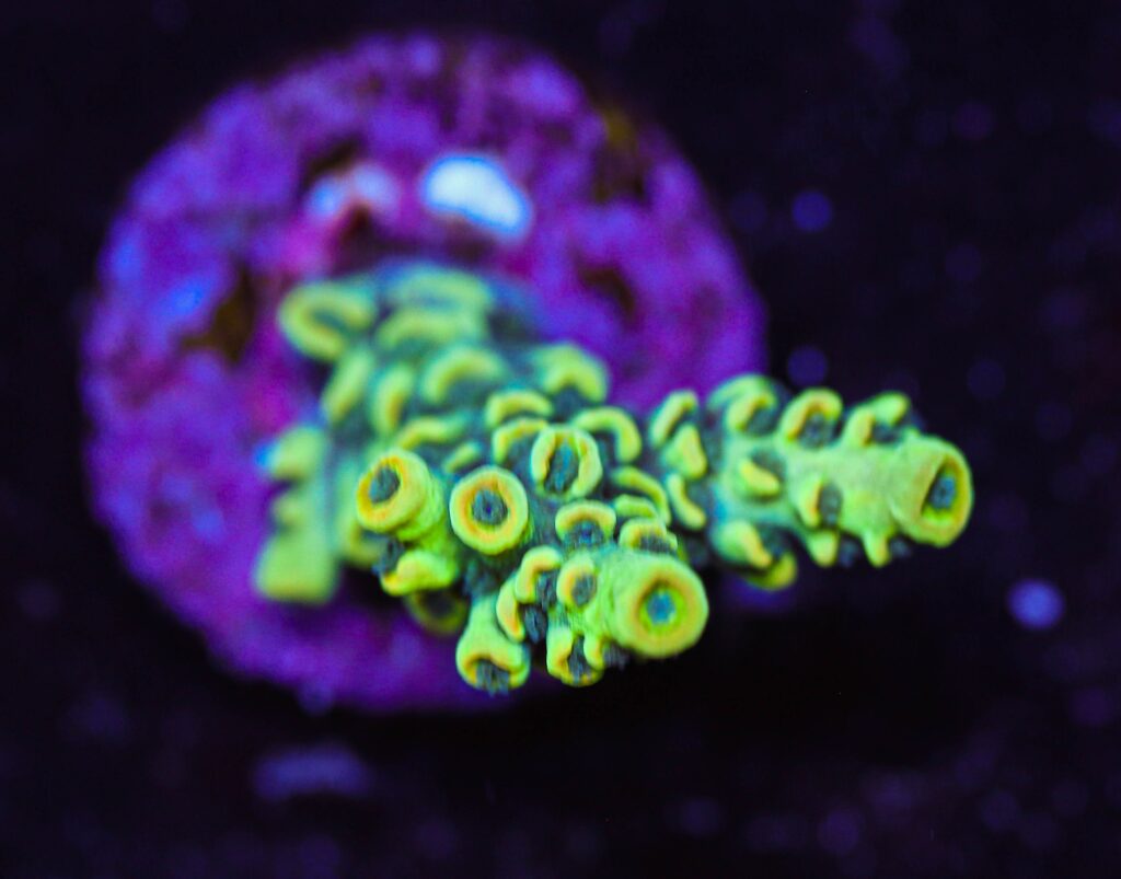 Frag Box Corals