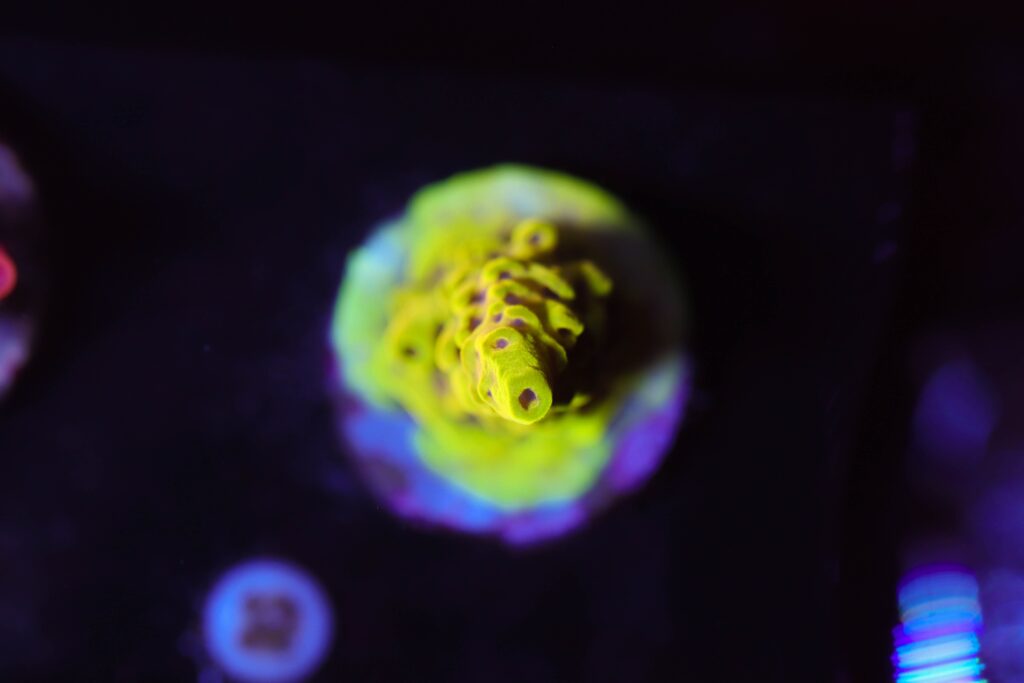 Frag Box Corals
