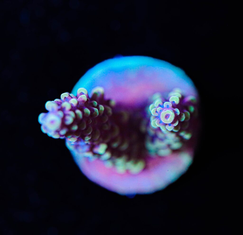 Frag Box Corals