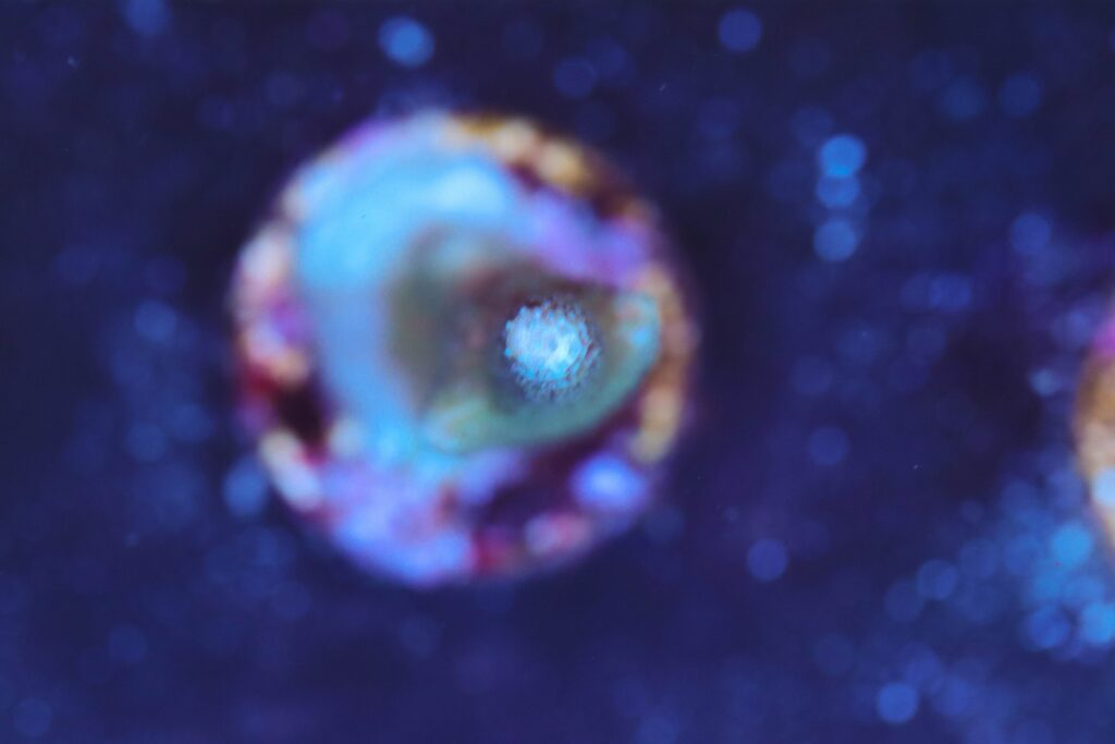 Frag Box Corals