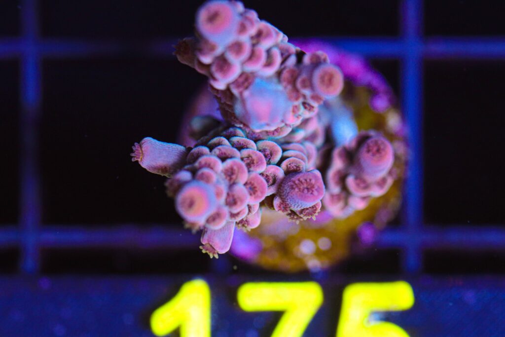 Frag Box Corals