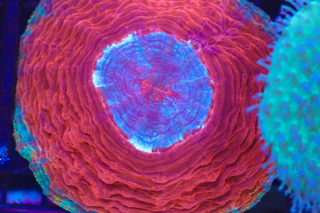 Frag Box Corals