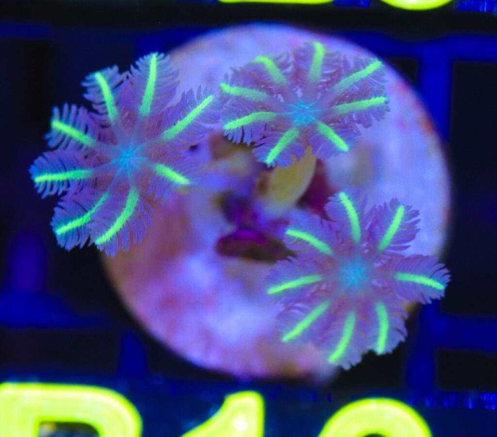 Frag Box Corals