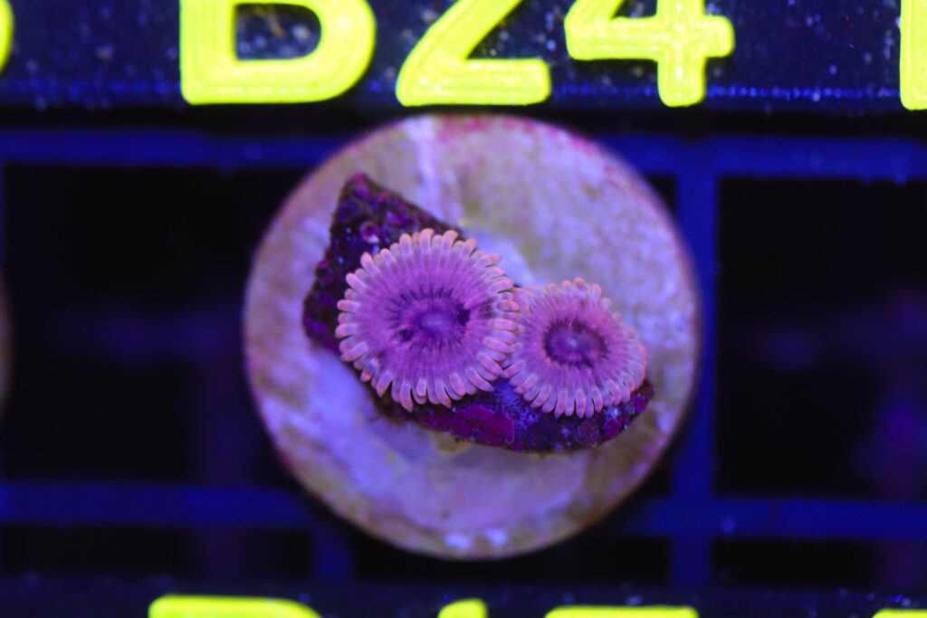 Frag Box Corals