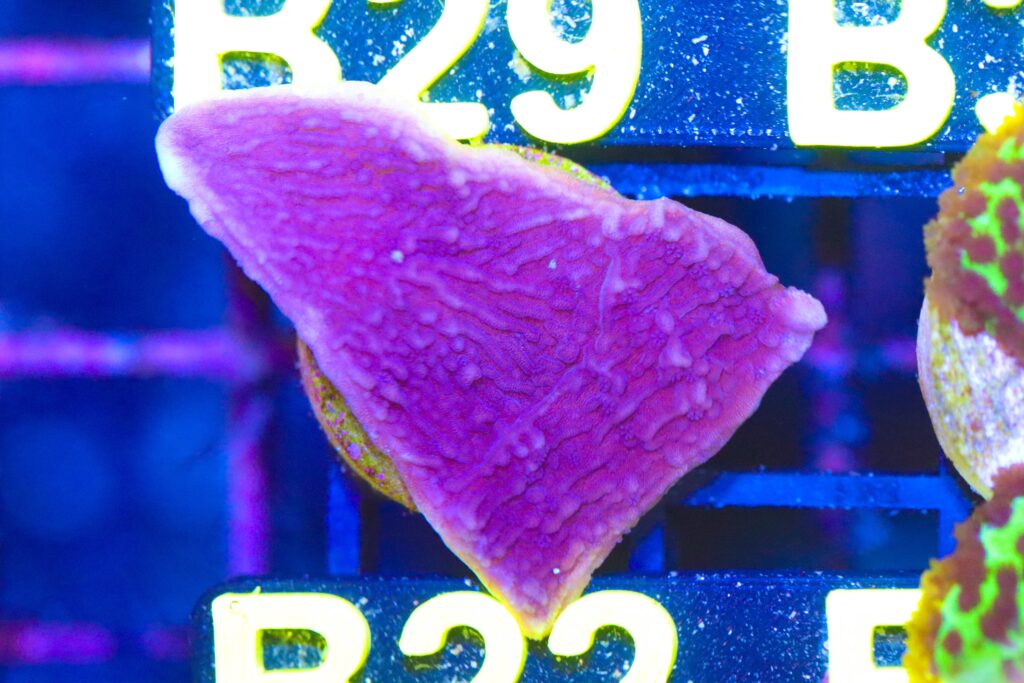 Frag Box Corals